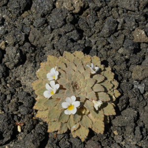 Viola volcanica