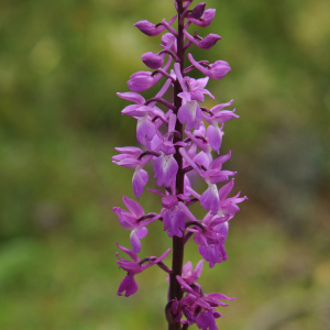 Anacamptis laxiflora