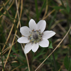 Anemone hortensis