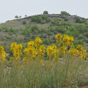 Asphodeline lutea