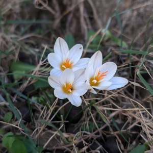 Crocus laevigatus, growing wild in Crete