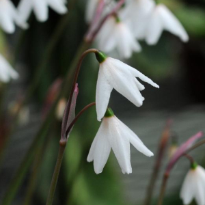 Acis autumnalis