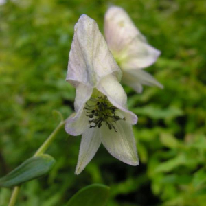 Aconitum tanguticum