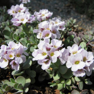 Aethionema oppositifolia