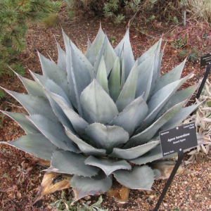 Agave parryi