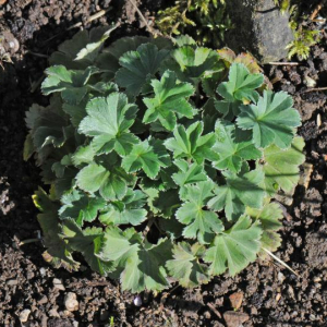 Alchemilla erythropoda
