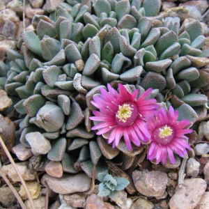 Aloinopsis spathulatus