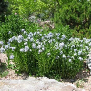 Amsonia orientalis