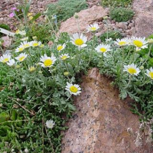 Anthemis cretica