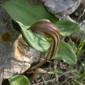 Arisarum vulgare