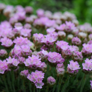 Armeria caespitosa