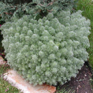 Artemisia schmitiana