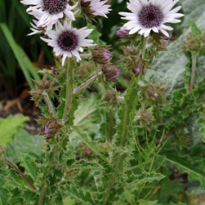 Berkheya purpurea