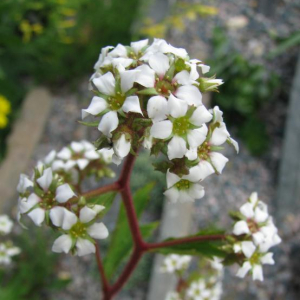 Boykinia aconitifolia