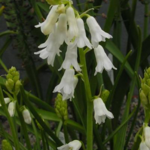 brimeura amethystina 'Alba'