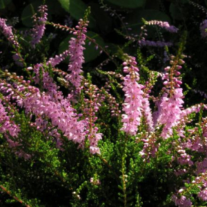 Calluna vulgaris 'Mrs. Ronald Grey'