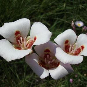 Calochortus superbus