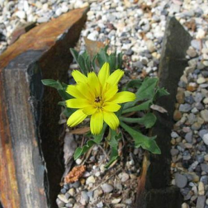 Catananche caespitosa