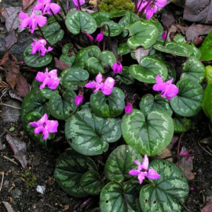 Cyclamen coum