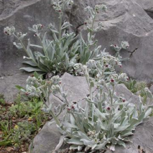 Cynoglossum cheirifolium