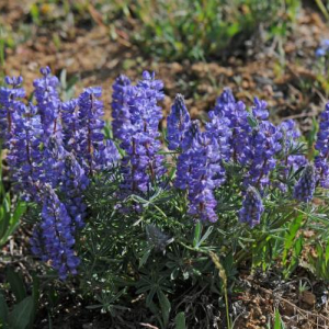 Lupinus argenteus