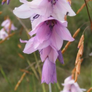 Dierama robustum