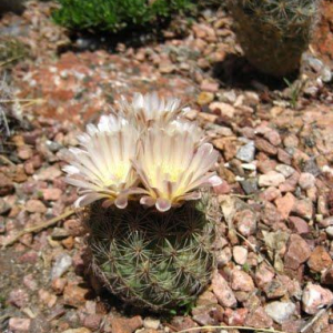 Echinomastus intertextus