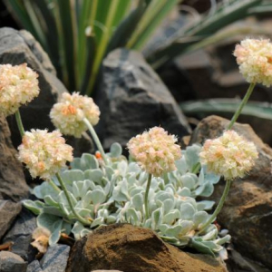 Eriogonum ovalifolium