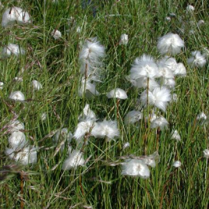 Eriophorum scheuchzeri