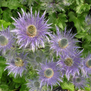 Eryngium alpinum