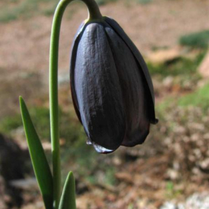 Fritillaria caucasica