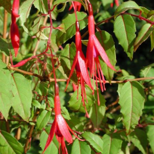 Fuchsia magellanica