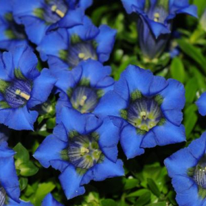 Gentiana acaulis