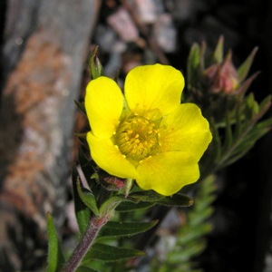 Geum rossii