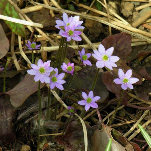 Hepatica nobilis