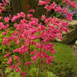 Heuchera 'Canyon Melody'
