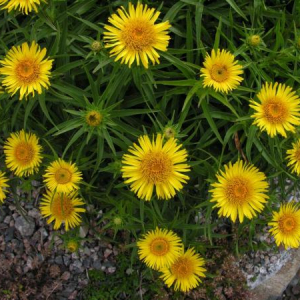 Inula ensifolia 'Compacta'