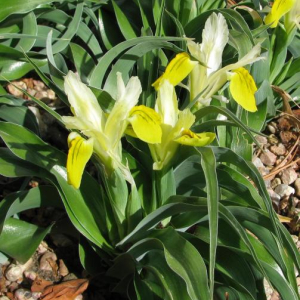 Iris bucharica