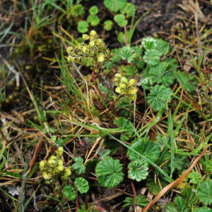 Lachemilla orbiculata