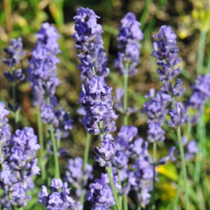 Lavendula angustifolia