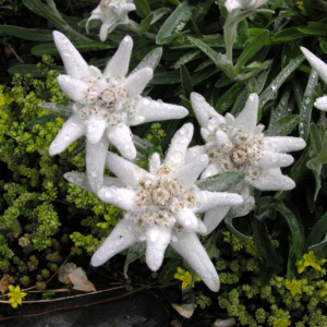 Leontopodium alpinum