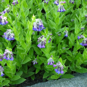 Lindelophia longifolia