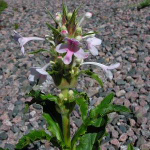Morina longifolia