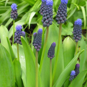 Muscari latifolium