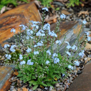Myosotis decumbens
