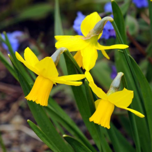 Narcissus 'February Gold'