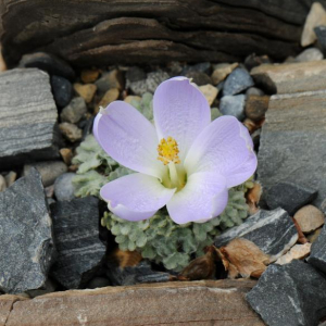 Nototriche machleanii