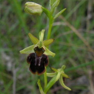 Ophrys sphegodes