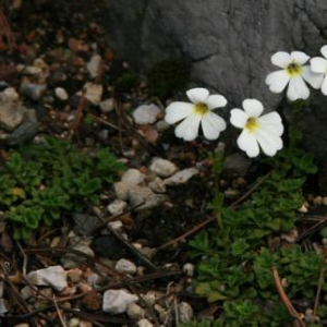 Ourisia caespitosa