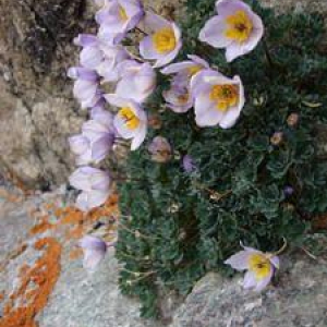 Paraquilegia microphylla